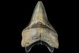 Serrated, Fossil Megalodon Tooth - South Carolina #134287-1
